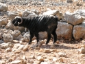 Ewe Turkey